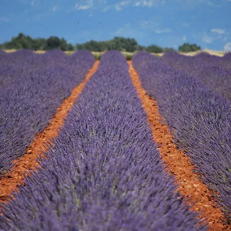 Bastide La Guerine Charles En Provence * Valensole